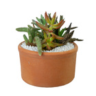 Coquetel Cactus E Suculentas P18 Vb