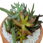 Coquetel Cactus E Suculentas P18 Vb