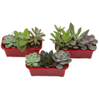 Coquetel Suculentas Jardineira 15 Cm