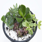 Coquetel Suculentas Jardineira 15 Cm