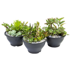 Coquetel Suculentas C18