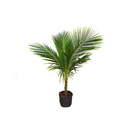 Coqueiro Anã Pote 40