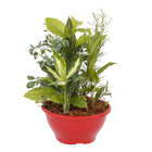 Coquetel 7 Ervas Cuia 21