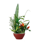 Coquetel 7 Ervas Cuia 25