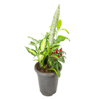 Coquetel 7 Ervas Pote 24