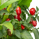 Coquetel 7 Ervas Pote 24