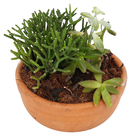 Coquetel Suculentas Vb Cuia13