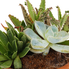 Coquetel Suculentas Vb Cuia13