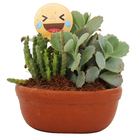 Coquetel Suculentas Vb Cuia13