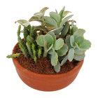 Coquetel Suculentas Vb Cuia13