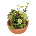 Coquetel Suculentas Vb Cuia13