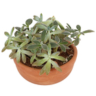 Coquetel Suculentas Vb Cuia13