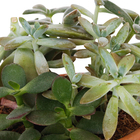 Coquetel Suculentas Vb Cuia13