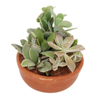 Coquetel Suculentas Vb Cuia13