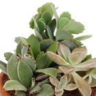 Coquetel Suculentas Vb Cuia13