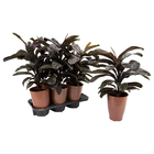 Cordyline Chocolate King P17