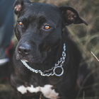 Corrente Coleira Cachorros Cães Elo Sem Fim Aço 2.3mmx1.5m Re