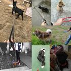 Corrente Guia Cachorro Porte Pequeno Caes 2.0mmx120cm Pet Pas