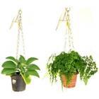 Corrente Metal P/ Vasos Suspensos (64cm) Dourado Nutriplan