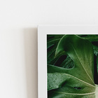 Costela De Adão Folha Natureza Quadro Moldura Branca 60x40cm