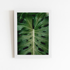 Costela De Adão Folha Natureza Quadro Moldura Branca 60x40cm