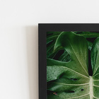 Costela De Adão Folha Natureza Quadro Moldura Preta 60x40cm