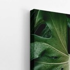 Costela De Adão Folha Planta Natureza Quadro Canvas 140x90cm