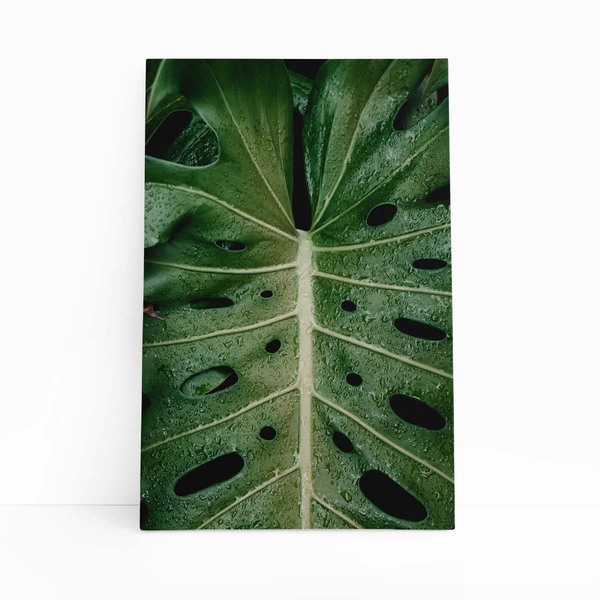 Costela De Adão Folha Planta Natureza Quadro Canvas 140x90cm