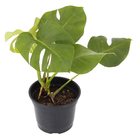 Costela De Adão Mini Pote   16