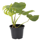 Costela De Adão Mini Pote   16