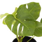 Costela De Adão Mini Pote   16