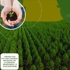 Cozinha Modulada Completa Fidelitá Mônaco 5 Peças 270cm 13 Po