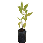 Cravo da Índia Syzygium Planta Natural