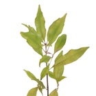 Cravo da Índia Syzygium Planta Natural