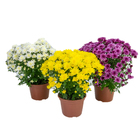 Crisantemo Amore Pote 14