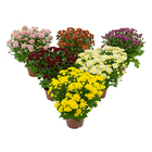 Crisantemo Bola Belga Pote 11