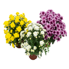 Crisantemo Bola Belga Pote 11