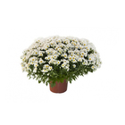 Crisântemo Bola Belga Pote 15