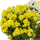 Crisântemo Bola Belga Pote 15