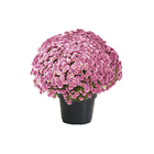 Crisântemo Bola Belga Pote 20