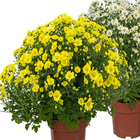 Crisântemo Bola Belga Pote 20