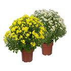 Crisântemo Bola Belga Pote 20