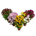 Crisântemo Mini Pote 13