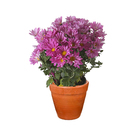 Crisântemo Vaso Barro