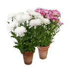 Crisântemo Vaso Barro