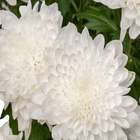 Crisântemo Vaso Barro