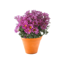 Crisântemo Vaso Barro