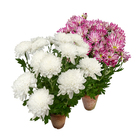 Crisântemo Vaso Barro