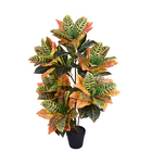 Croton 1m Verde