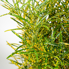 Cróton Brasileirinho Variegatum Médio Planta Natural